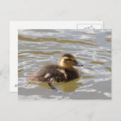 Mallard Ducking Briefkaart (Voorkant / Achterkant)