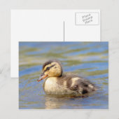 Mallard Ducking Briefkaart (Voorkant / Achterkant)