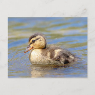 Mallard Ducking Briefkaart