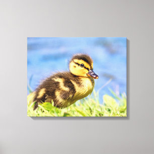 Mallard Ducking Canvas Afdruk