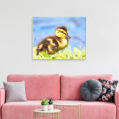 Mallard Ducking Canvas Afdruk (Insitu (Woonkamer))