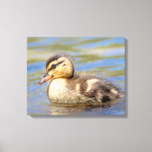 Mallard Ducking Canvas Afdruk (Voorkant)