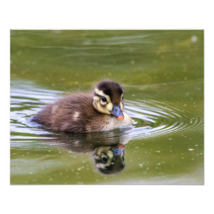 Mallard Ducking Foto Afdruk