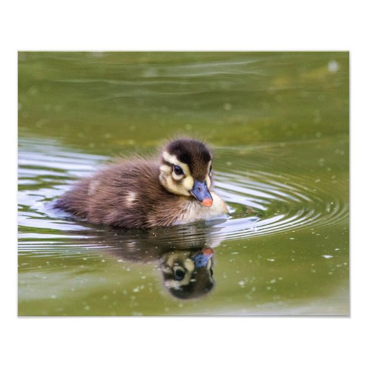 Mallard Ducking Foto Afdruk (Voorkant)