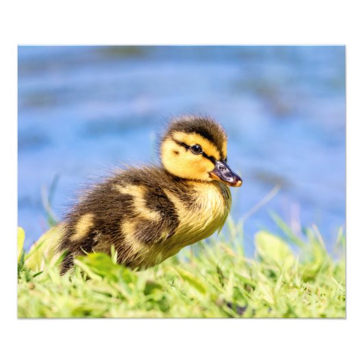 Mallard Ducking Foto Afdruk (Voorkant)