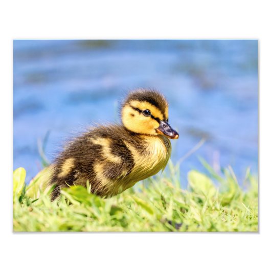 Mallard Ducking Foto Afdruk (Voorkant)