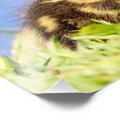 Mallard Ducking Foto Afdruk (Hoek)