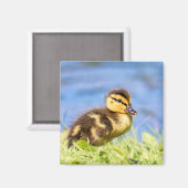 Mallard Ducking Magneet (Voorkant / Achterkant)