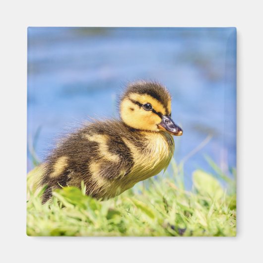 Mallard Ducking Magneet (Voorkant)