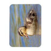 Mallard Ducking Magneet (Verticaal)
