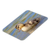 Mallard Ducking Magneet (Linkerzijde)