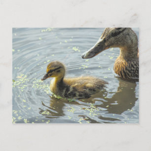 Mallard Ducking met zijn moeder. Briefkaart