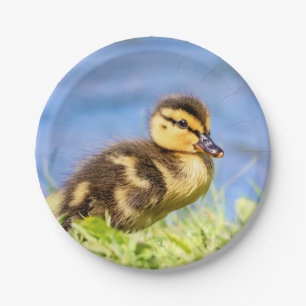 Mallard Ducking Papieren Bordje