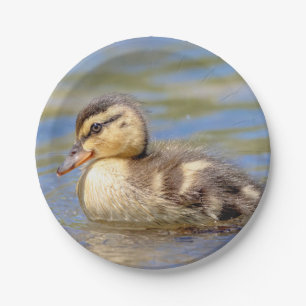 Mallard Ducking Papieren Bordje