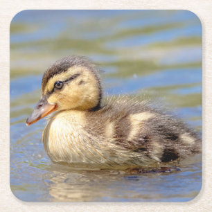 Mallard Ducking Vierkante Kartonnen Onderzetter