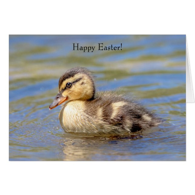 Mallard Duckling (Devant horizontal)