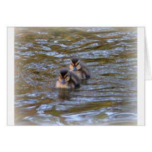 Mallard Ducklings