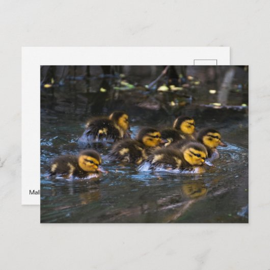Mallard Ducklings Briefkaart (Voorkant / Achterkant)