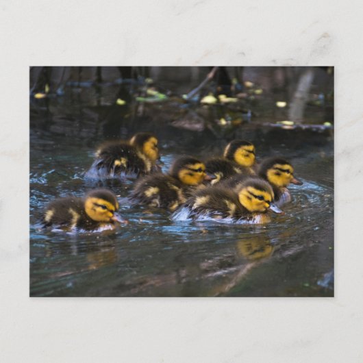 Mallard Ducklings Briefkaart (Voorkant)
