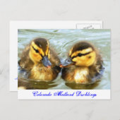 Mallard Ducklings Briefkaart (Voorkant / Achterkant)