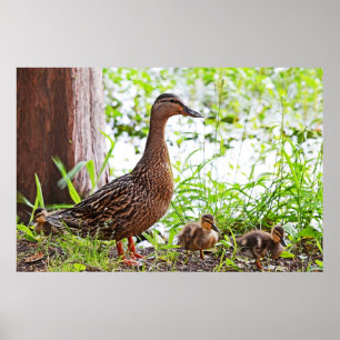 Mallard & Ducklings by Shirley Taylor Poster