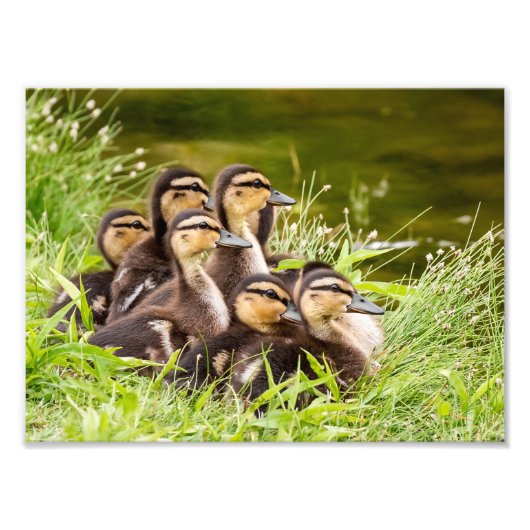 Mallard Ducklings Foto Afdruk (Voorkant)