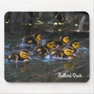 Mallard Ducklings Muismat