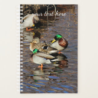 Mallard Ducks