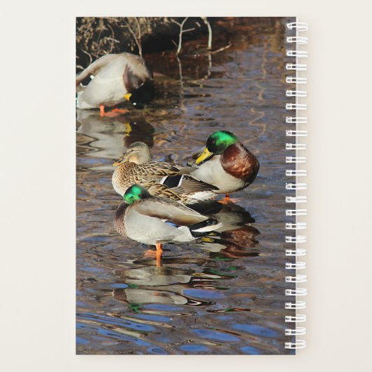 Mallard Ducks (Dos)