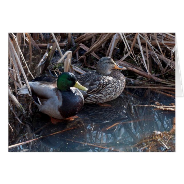 Mallard Ducks (Devant horizontal)