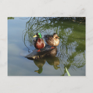Mallard Ducks #2 Briefkaart