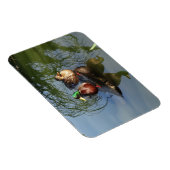 Mallard Ducks #2 Foto Magnet Magneet (Rechterzijde)