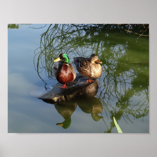 Mallard Ducks #2 Poster (Voorkant)