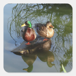 Mallard Ducks #2 Sticker