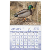 Mallard Ducks Calendar Kalender (Jan 2027)