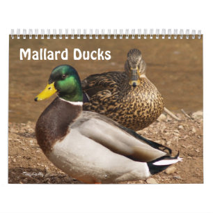 Mallard Ducks Calendar Kalender