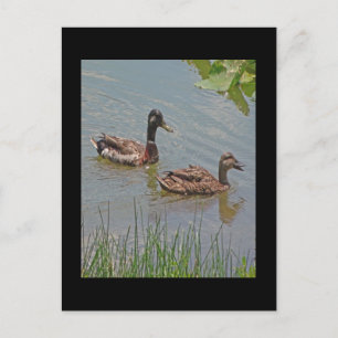 Mallard Ducks Foto Briefkaart