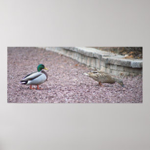 Mallard Ducks Foto Poster