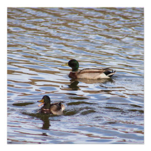 Mallard Ducks Foto Poster Perfect Poster