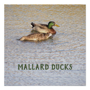 Mallard Ducks Foto Poster Perfect Poster