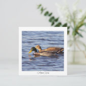 Mallard Ducks-fotokaart (Staand voorkant)