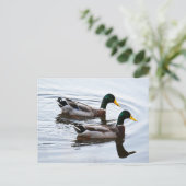 Mallard Ducks in Water Briefkaart (Staand voorkant)