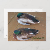 Mallard Ducks leggen op de dok Briefkaart (Voorkant / Achterkant)