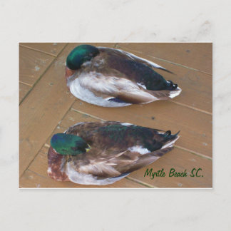 Mallard Ducks leggen op de dok Briefkaart