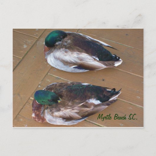 Mallard Ducks leggen op de dok Briefkaart (Voorkant)