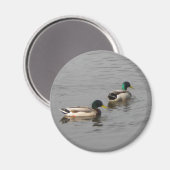 Mallard Ducks Magneet (Voorkant / Achterkant)