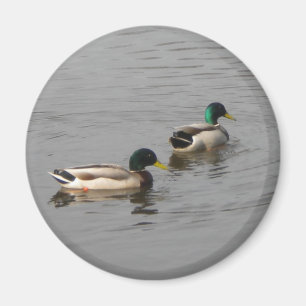 Mallard Ducks Magneet