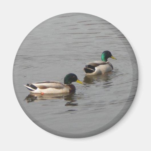 Mallard Ducks Magneet (Voorkant)
