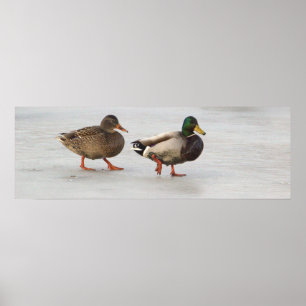 Mallard Ducks op Ice Poster