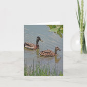 Mallard Ducks Photo Folded Note Kaart (Voorkant)